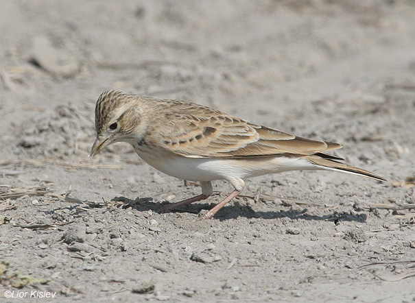 עפרונן קצר אצבעות Greater Short-toed Lark             Calandrella brachydactyla שדות מעוז חיים,עמק בית שאן,ספטמבר 2008.צלם:ליאור כסלו